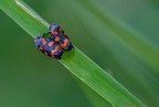 Cercopis Cercopis