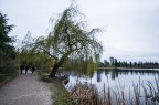 Quel salice di Vancouver...