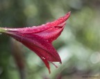 Flower Flower
