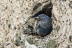 Passero solitario femmina Passero solitario femmina