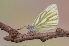 Pieris napi Pieris napi