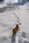 Rocco, gatto delle Nevi Rocco, gatto delle Nevi