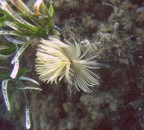 Cavo, Isola d'Elba
peccato per la flashata sulle posidonie