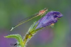 Ischnura elegans_femmina immatura Ischnura elegans_femmina immatura
