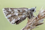 "Pyrgus malvae" "Pyrgus malvae"