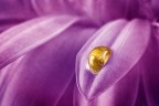 Purple Purple