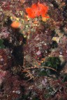 Palinurus elephas Palinurus elephas