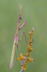 Empusa pennata