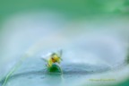 Aracnofobia Aracnofobia