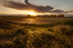 Golden light Golden light
