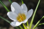 Crocus vernus