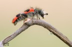 Trichodes alvearius Trichodes alvearius