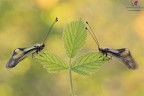 Libelloides ² Libelloides ²