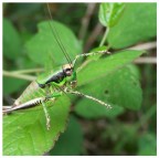 cavalletta cavalletta