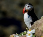 Puffins....i loro luoghi.....ed i fotografi..