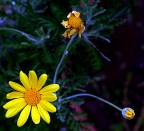 *** Il bimbo, il giovinotto ed il vecchietto ***