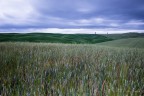 E mentre il grano ti stava a sentire...... E mentre il grano ti stava a sentire......