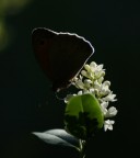 Editing with Gimp 2.8