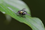 La Mosca La Mosca