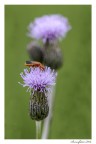 fiordaliso vedovino n. 2 fiordaliso vedovino n. 2