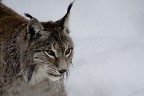 Lince Lince
