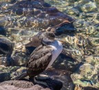 cormorano cormorano