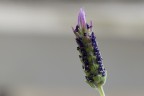 ...lavanda ...lavanda