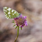 Pontia Edusa Pontia Edusa