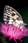 Fusa nel fiore... Fusa nel fiore...