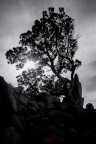 The Last Tree The Last Tree