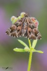 Carcharodus alceae_Hesperiidae Carcharodus alceae_Hesperiidae