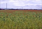 Dalla campagna Dalla campagna