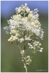 pigamo giallo pigamo giallo