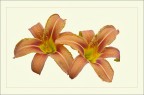 Lilium(2)