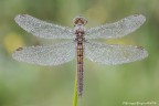 Orthetrum brunneum Orthetrum brunneum