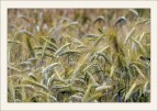 La danza del grano La danza del grano