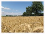 Campo di grano
