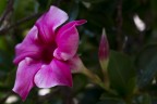Fiore Fiore