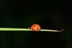 Coccinella