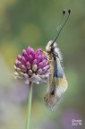 Libelloides Coccajus Libelloides Coccajus