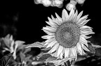 BW