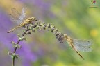 Orthetrum cancellatum (Linnaeus, 1758) ♂ & Orthetrum cancellatum (Linnaeus, 1758) ♂ &