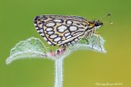 Heteropterus morpheus (Pallas, 1771)