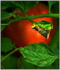 Pomodoro!