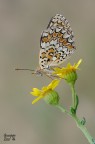 Melitaea Phoebe