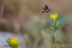 "Macroglossum stellatarum"