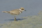 Giovane di Corriere piccolo (Charadrius dubius)