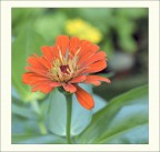 Zinnia Zinnia