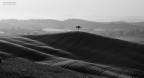 VAL D'ORCIA - Alba