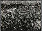 Tu che ne sai di un campo di grano? Tu che ne sai di un campo di grano?